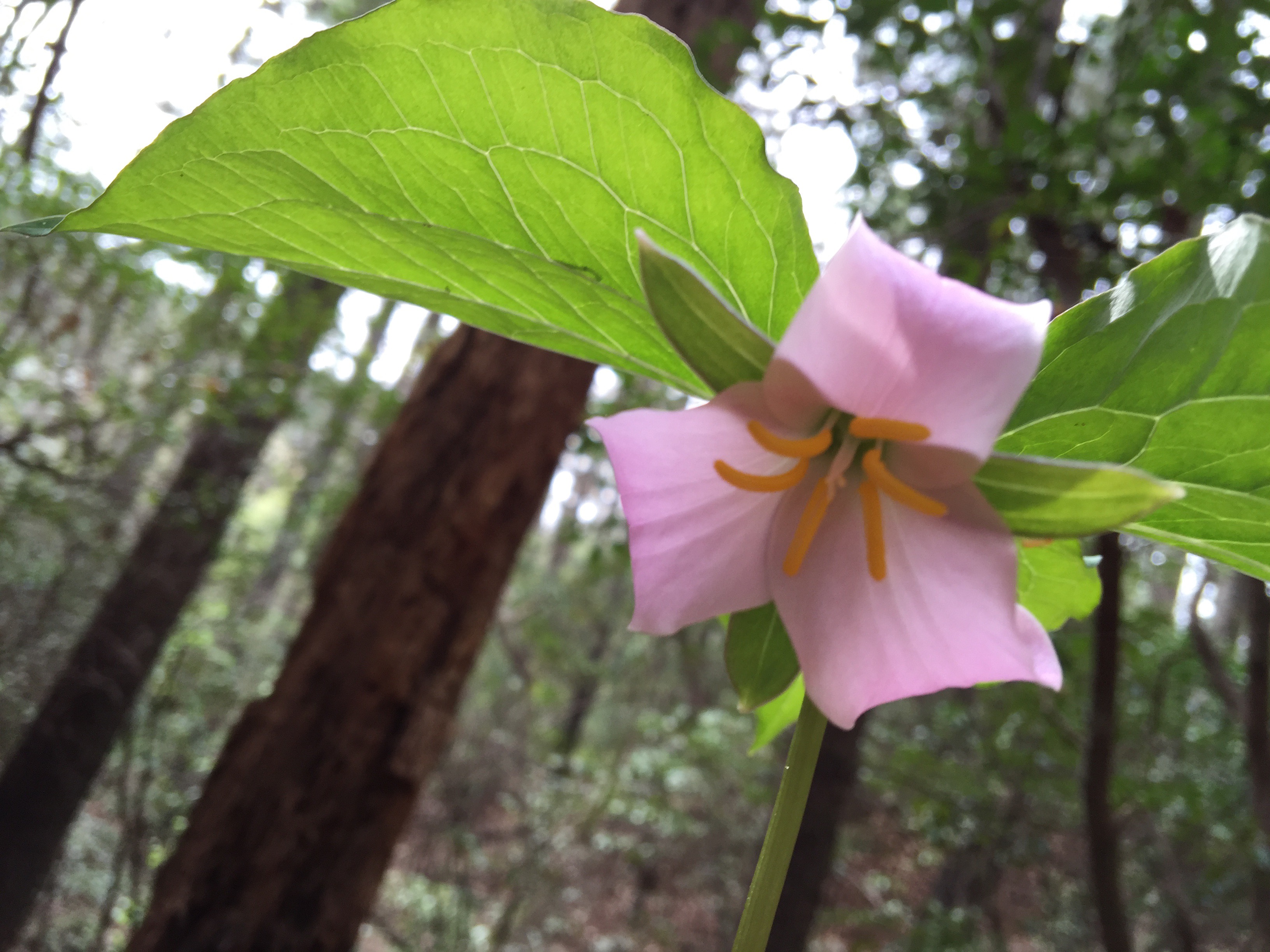 Trillium Flower